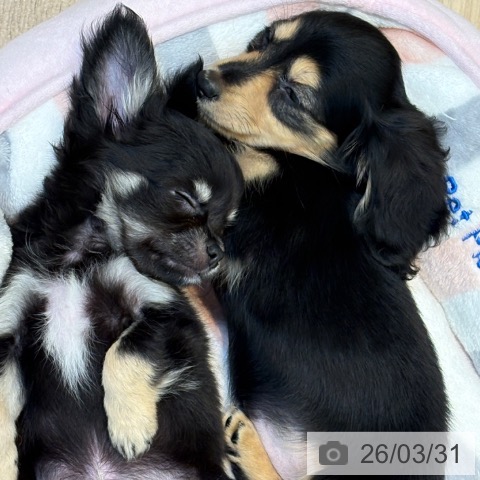 京都府のチワワ(ロング) (ペットプラス イオンモールKYOTO店/2026年1月18日生まれ/男の子/ブラックタン)の子犬の4枚目の画像