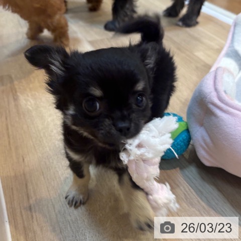 京都府のチワワ(ロング) (ペットプラス イオンモールKYOTO店/2026年1月18日生まれ/男の子/ブラックタン)の子犬の3枚目の画像