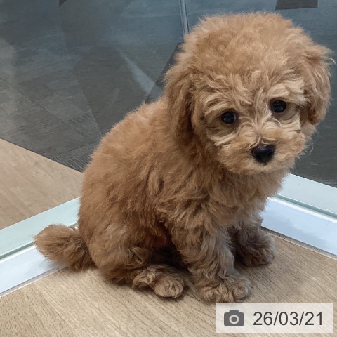 トイ・プードルの写真