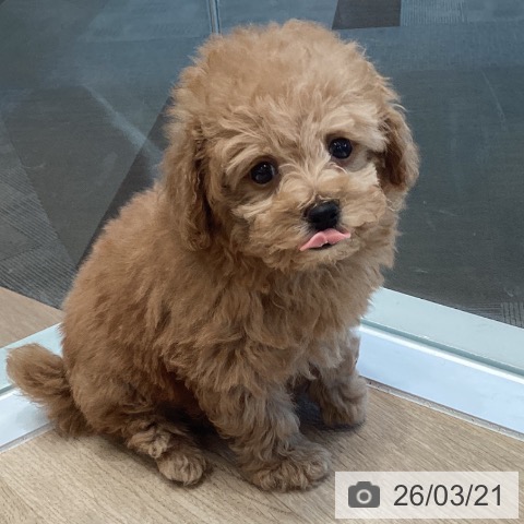 トイ・プードルの写真