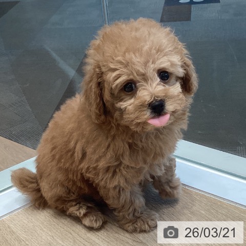 トイ・プードルの写真