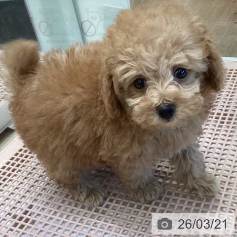 トイ・プードルの写真