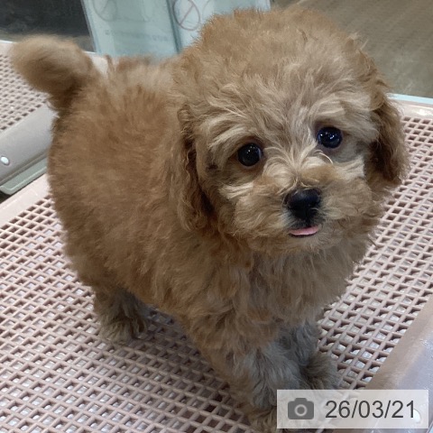 トイ・プードルの写真