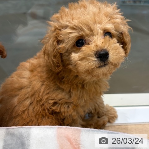 大阪府のトイプードル(トイ) (ペットプラス 堺北花田店/2026年1月15日生まれ/女の子/オレンジフォーン)の子犬の4枚目の画像