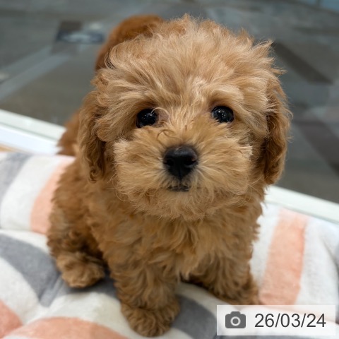 大阪府のトイプードル(トイ) (ペットプラス 堺北花田店/2026年1月15日生まれ/女の子/オレンジフォーン)の子犬の3枚目の画像