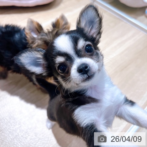 大阪府のチワワ(ロング) (ペットプラス イオン大日店/2026年1月14日生まれ/女の子/ブラックタンホワイト)の子犬の4枚目の画像