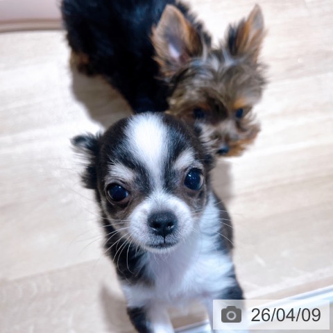 大阪府のチワワ(ロング) (ペットプラス イオン大日店/2026年1月14日生まれ/女の子/ブラックタンホワイト)の子犬の3枚目の画像