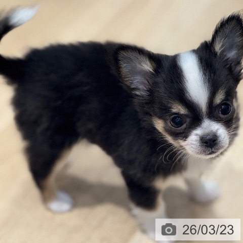 大阪府のチワワ(ロング) (ペットプラス 四條畷店/2026年1月14日生まれ/女の子/ブラックタンホワイト)の子犬の4枚目の画像