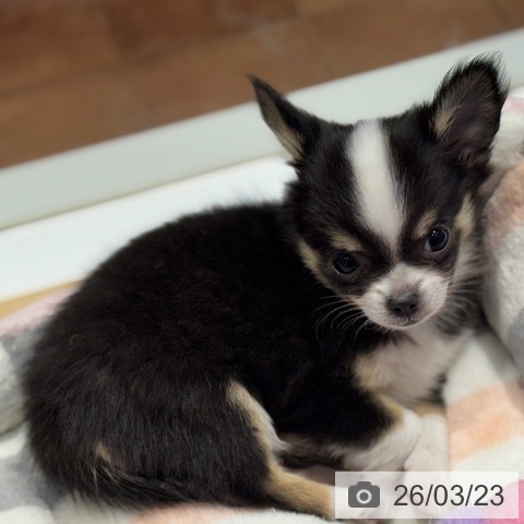 大阪府のチワワ(ロング) (ペットプラス 四條畷店/2026年1月14日生まれ/女の子/ブラックタンホワイト)の子犬の3枚目の画像