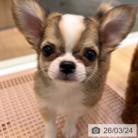 大阪府のチワワ(ロング) (ペットプラス 堺北花田店/2026年1月16日生まれ/男の子/レッドホワイト)の子犬の3枚目の画像