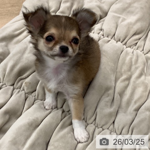 大阪府のチワワ(ロング) (ペットプラス りんくう泉南店/2026年1月16日生まれ/女の子/フォーンホワイト)の子犬の3枚目の画像