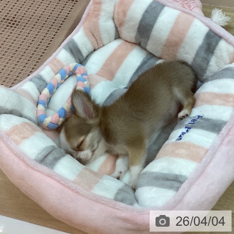 兵庫県のチワワ(ロング) (ペットプラス 姫路大津店/2026年1月16日生まれ/女の子/フォーンホワイト)の子犬の4枚目の画像