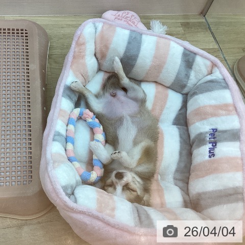 兵庫県のチワワ(ロング) (ペットプラス 姫路大津店/2026年1月16日生まれ/女の子/フォーンホワイト)の子犬の3枚目の画像