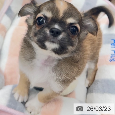 京都府のチワワ(ロング) (ペットプラス 京都桂川店/2026年1月16日生まれ/女の子/フォーンホワイト)の子犬の4枚目の画像