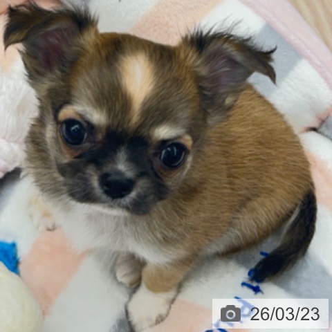 京都府のチワワ(ロング) (ペットプラス 京都桂川店/2026年1月16日生まれ/女の子/フォーンホワイト)の子犬の3枚目の画像