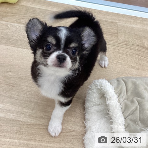 大阪府のチワワ(ロング) (ペットプラス りんくう泉南店/2026年1月18日生まれ/男の子/ブラックタンホワイト)の子犬の4枚目の画像
