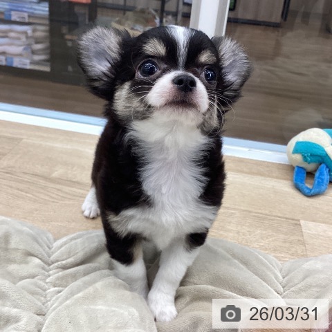 大阪府のチワワ(ロング) (ペットプラス りんくう泉南店/2026年1月18日生まれ/男の子/ブラックタンホワイト)の子犬の3枚目の画像