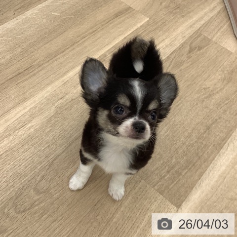 大阪府のチワワ(ロング) (ペットプラス りんくう泉南店/2026年1月18日生まれ/男の子/ブラックタンホワイト)の子犬の3枚目の画像