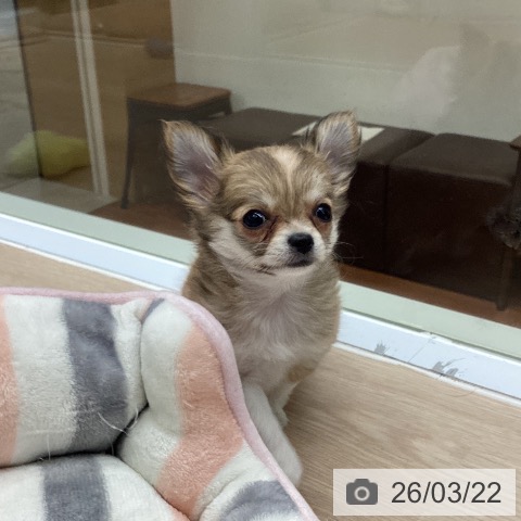 大阪府のチワワ(ロング) (ペットプラス ららぽーと和泉店/2026年1月18日生まれ/女の子/フォーンホワイト)の子犬の4枚目の画像