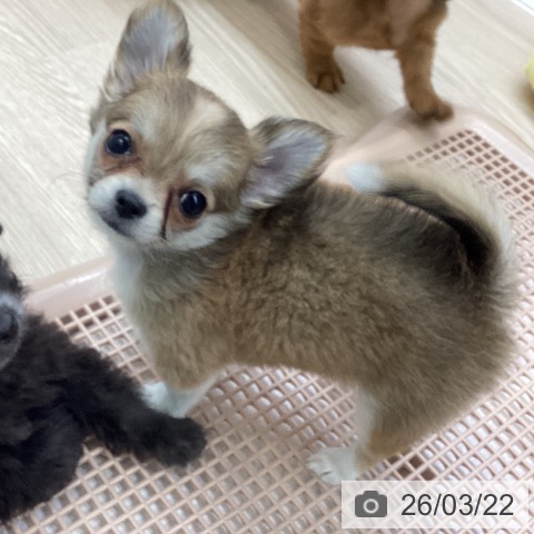 大阪府のチワワ(ロング) (ペットプラス ららぽーと和泉店/2026年1月18日生まれ/女の子/フォーンホワイト)の子犬の3枚目の画像