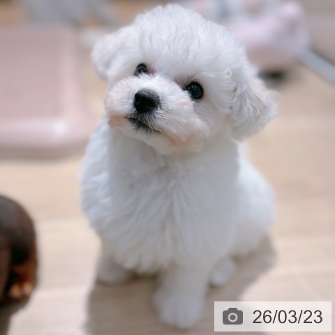 ビション・フリーゼの写真