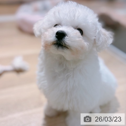 ビション・フリーゼの写真