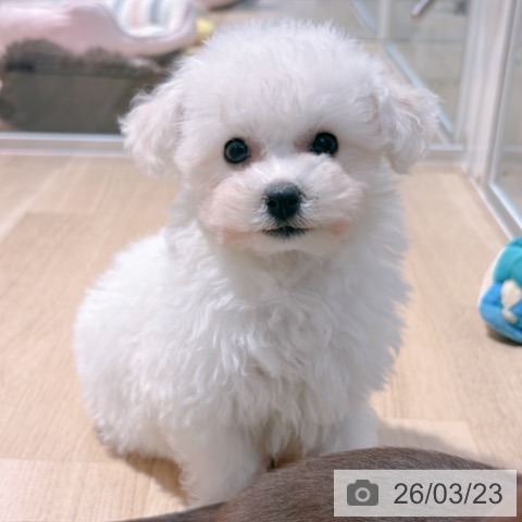 ビション・フリーゼの写真