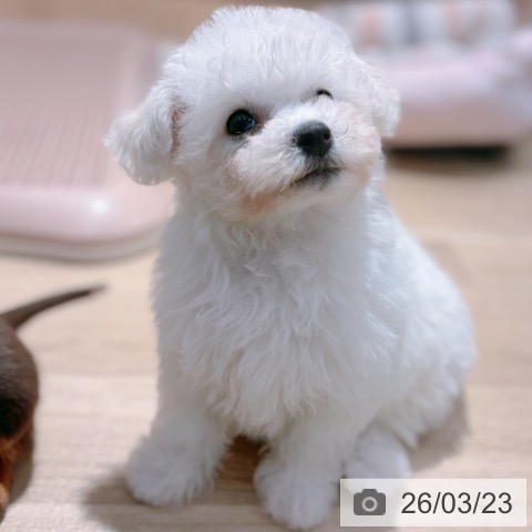 ビション・フリーゼの写真