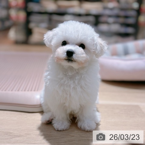 ビション・フリーゼの写真