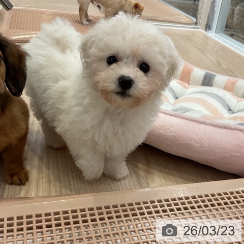 ビション・フリーゼの写真