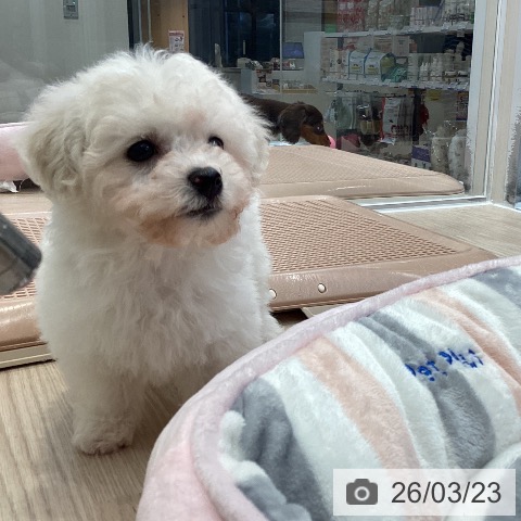 ビション・フリーゼの写真