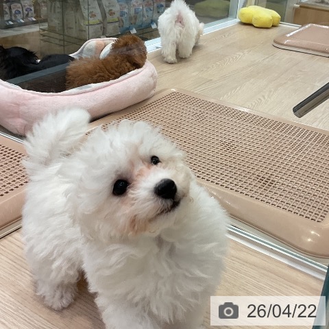 大阪府のビションフリーゼ (ペットプラス 大阪ドームシティ店/2026年1月21日生まれ/男の子/ホワイト)の子犬の4枚目の画像