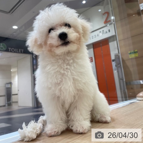 大阪府のビションフリーゼ (ペットプラス 大阪ドームシティ店/2026年1月21日生まれ/男の子/ホワイト)の子犬の4枚目の画像