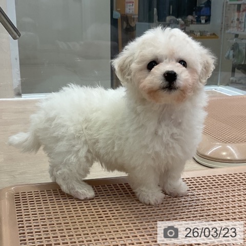 ビション・フリーゼの写真