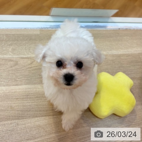 ビション・フリーゼの写真