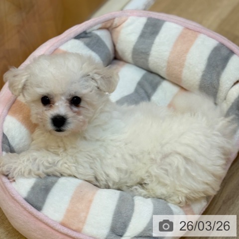 ビション・フリーゼの写真