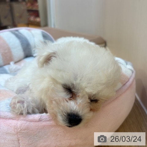 ビション・フリーゼの写真