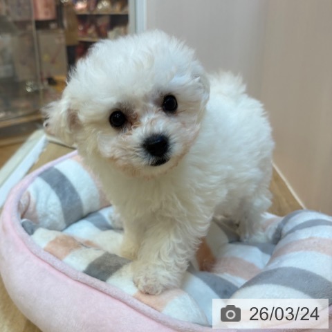 ビション・フリーゼの写真