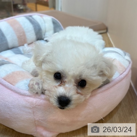 ビション・フリーゼの写真