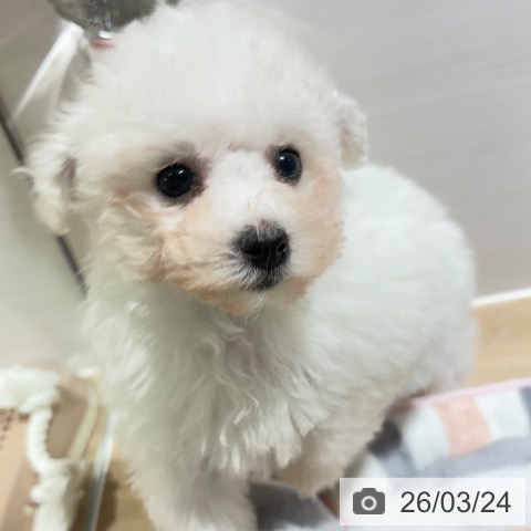 ビション・フリーゼの写真