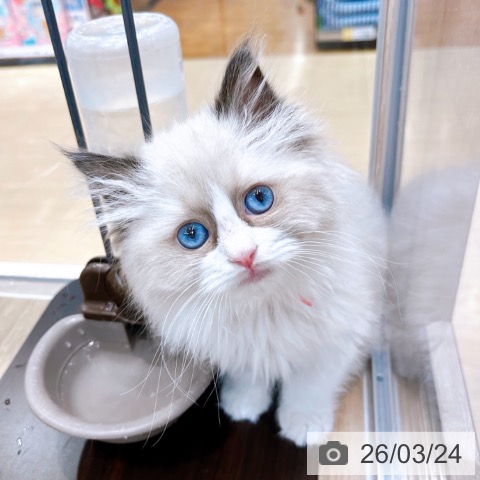 ラグドールの写真