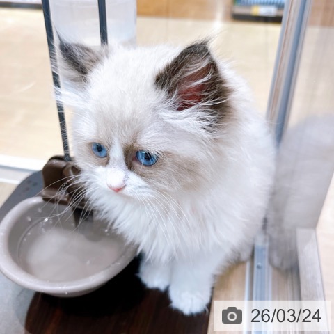 ラグドールの写真