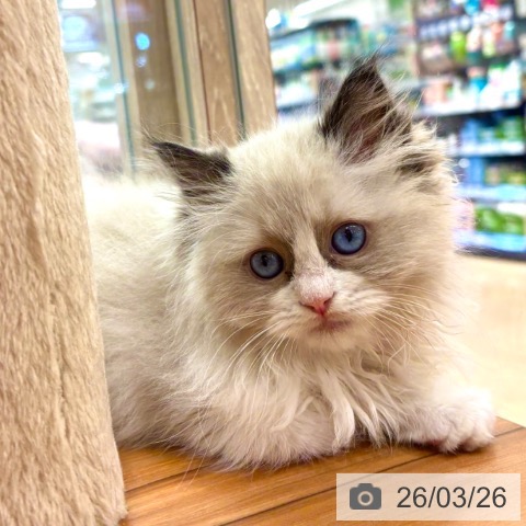 大阪府のラグドール (ペットプラス イオン大日店/2026年1月20日生まれ/女の子/シールポイントバイカラー)の子猫の4枚目の画像