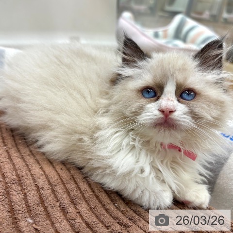 大阪府のラグドール (ペットプラス イオン大日店/2026年1月20日生まれ/女の子/シールポイントバイカラー)の子猫の3枚目の画像