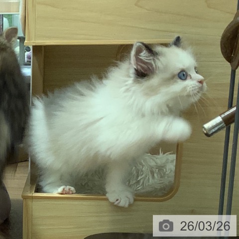 大阪府のラグドール (ペットプラス りんくう泉南店/2026年1月21日生まれ/女の子/シールポイントバイカラー)の子猫の4枚目の画像