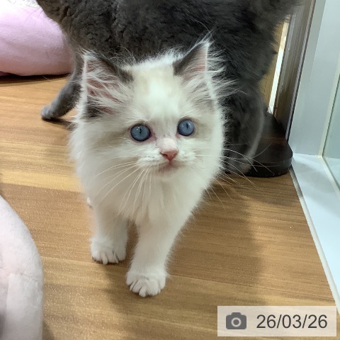 大阪府のラグドール (ペットプラス りんくう泉南店/2026年1月21日生まれ/女の子/シールポイントバイカラー)の子猫の3枚目の画像