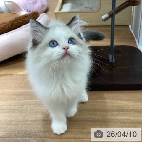 大阪府のラグドール (ペットプラス りんくう泉南店/2026年1月21日生まれ/女の子/シールポイントバイカラー)の子猫の3枚目の画像