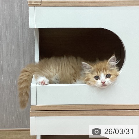 新潟県のラガマフィン (ペットプラス 新潟南店/2026年1月20日生まれ/男の子/レッドタビーホワイト)の子猫の3枚目の画像