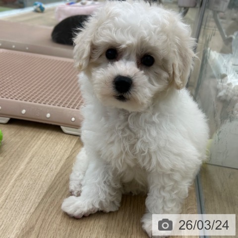 大阪府のビションフリーゼ (ペットプラス 松原店/2026年1月21日生まれ/男の子/ホワイト)の子犬の3枚目の画像