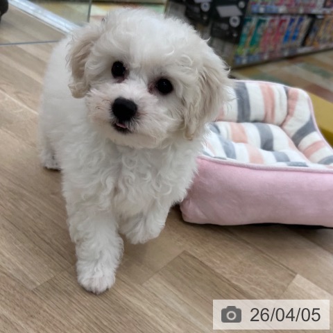 大阪府のビションフリーゼ (ペットプラス 松原店/2026年1月21日生まれ/男の子/ホワイト)の子犬の4枚目の画像